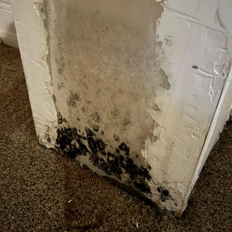 Professional Mold Removal in Dennison, OH